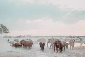 Etosha